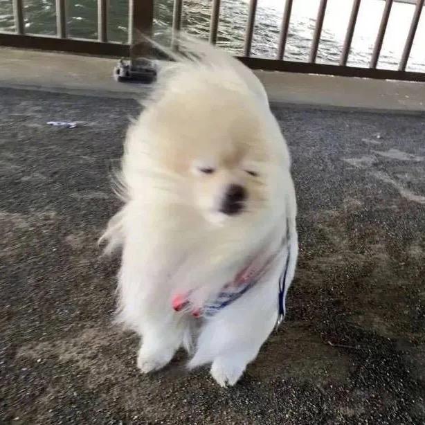 杨小小