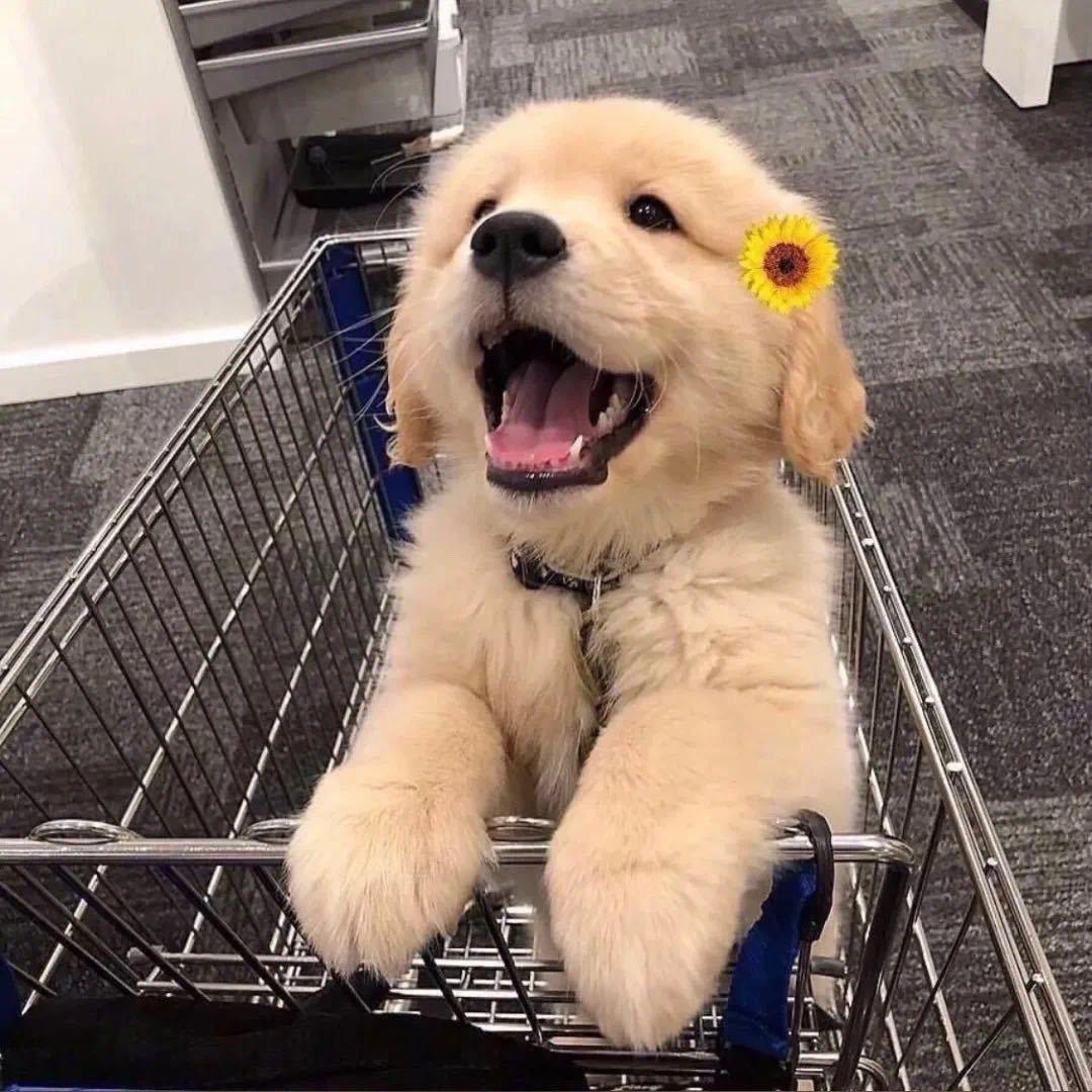 🐻C.
