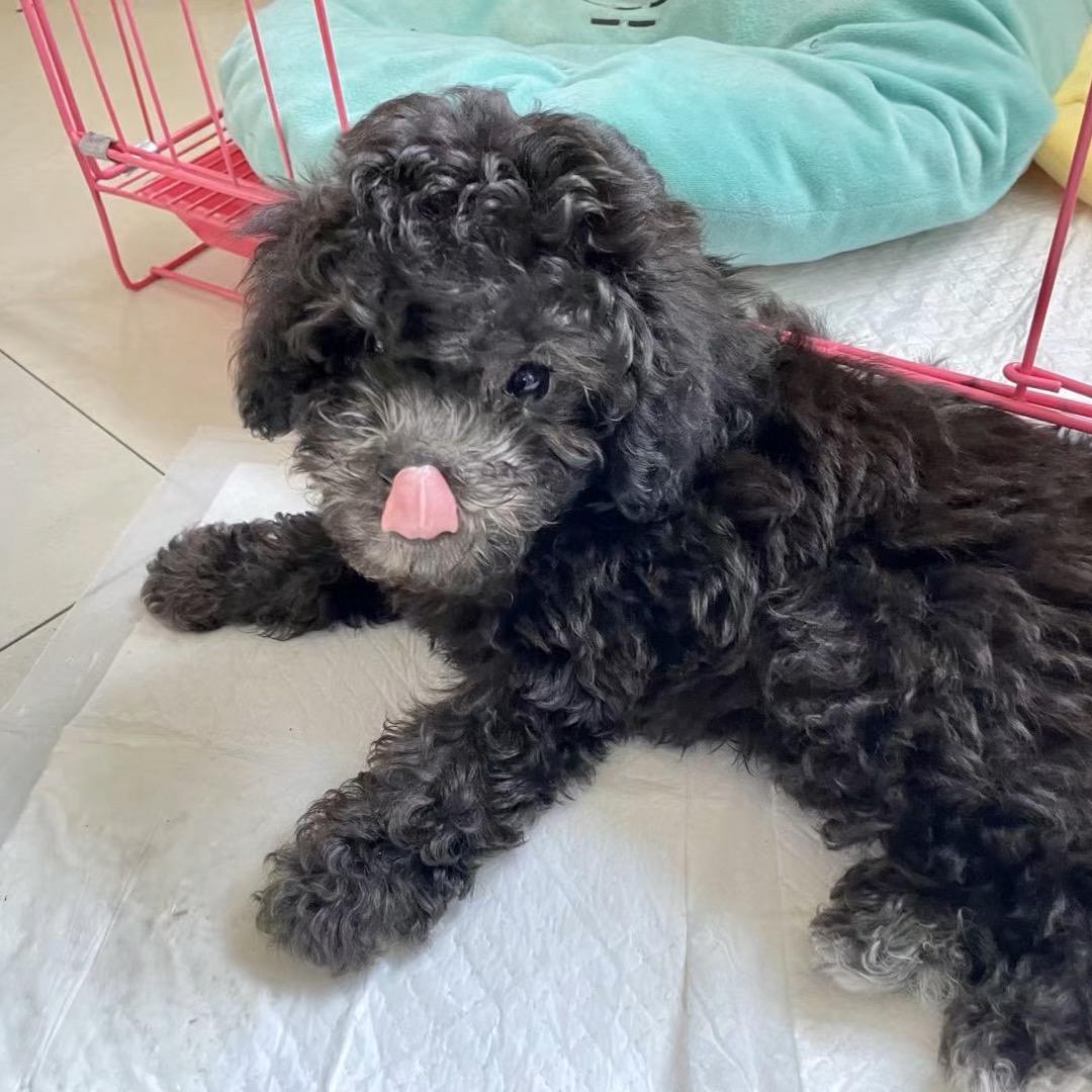 童童卖甲鱼～