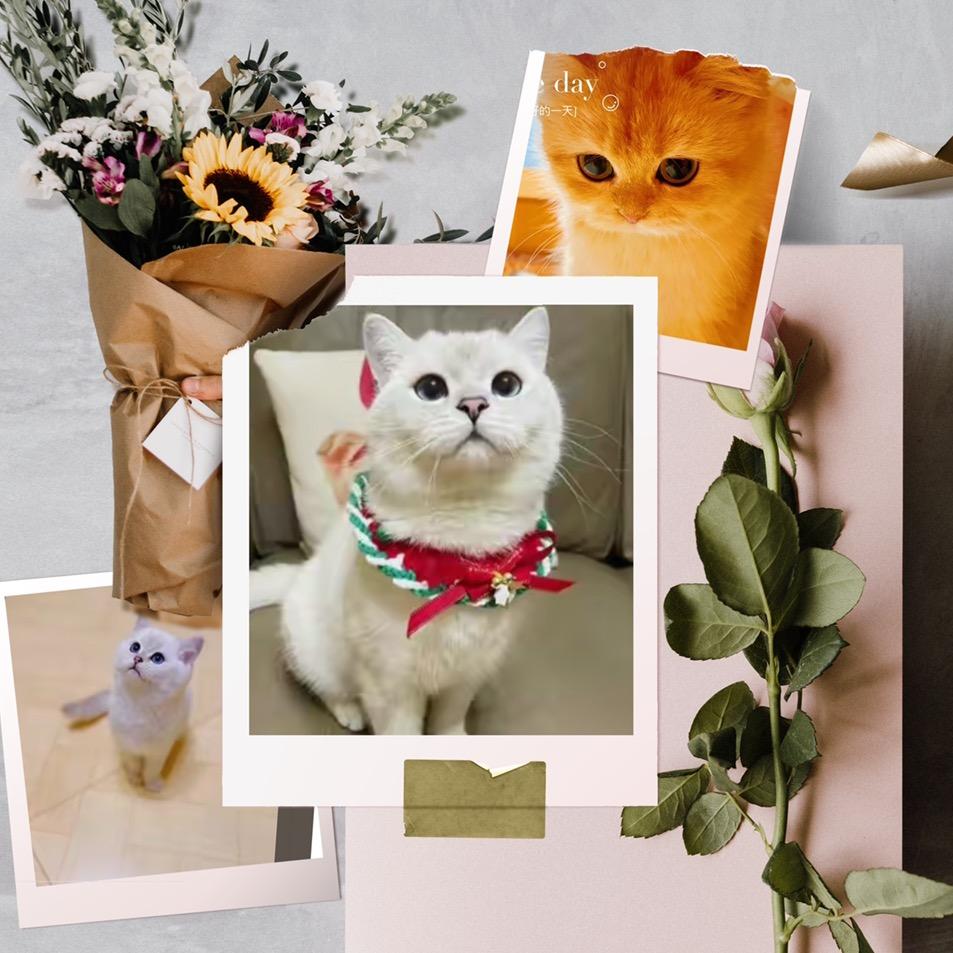 满意和春卷的幸福生活