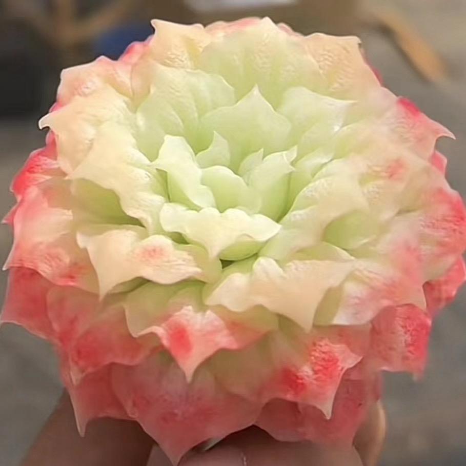 奶茶多肉园艺