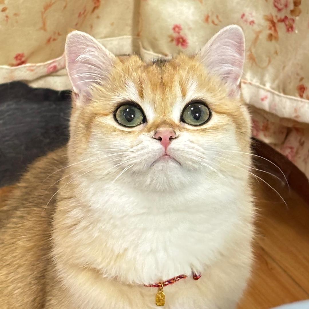 元宝先生和泡芙小姐