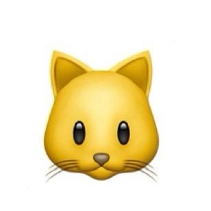 一只猫