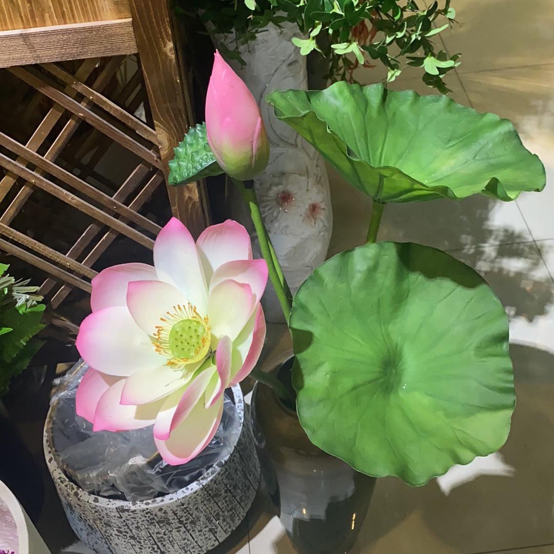 阳光普照