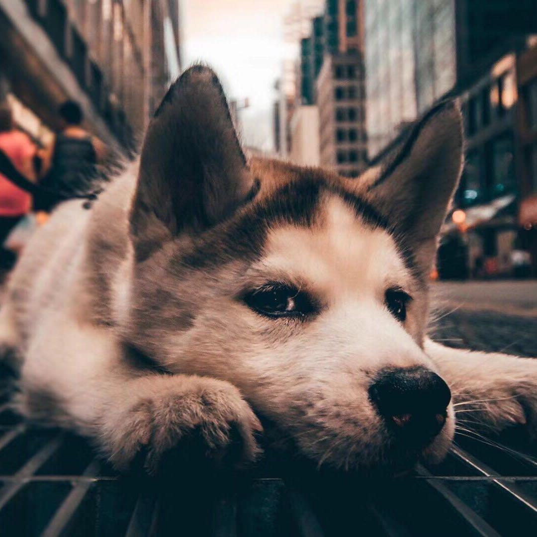 ༆林༻