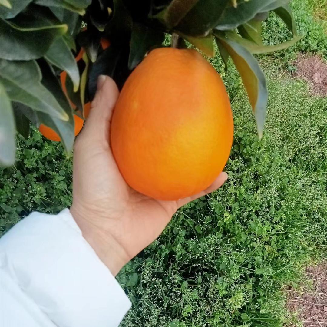 橙橙时光