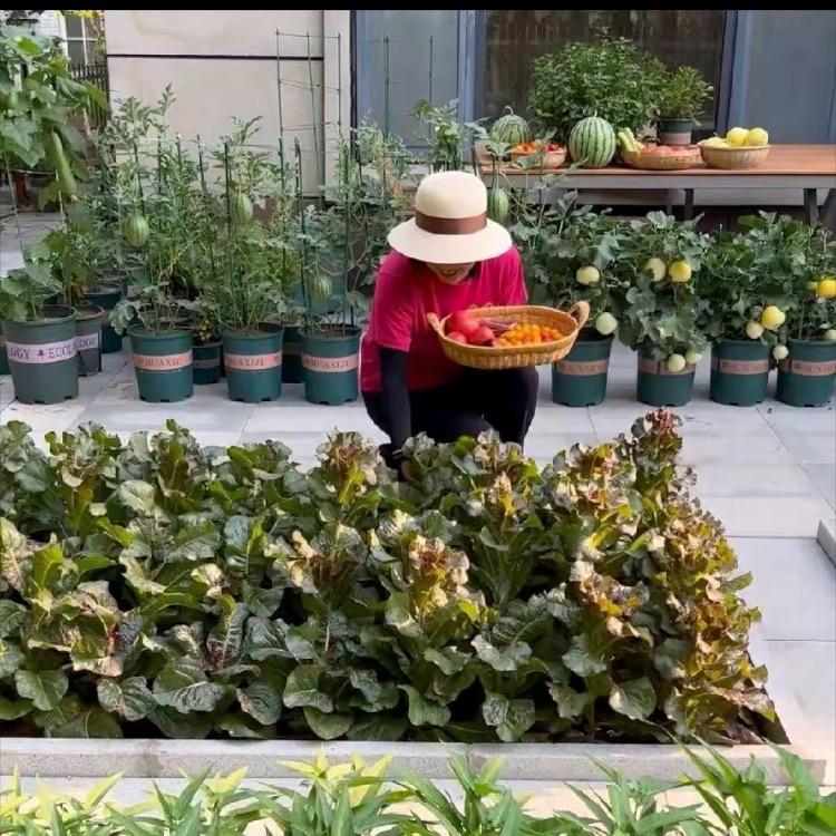 忘忧小菜园🥬