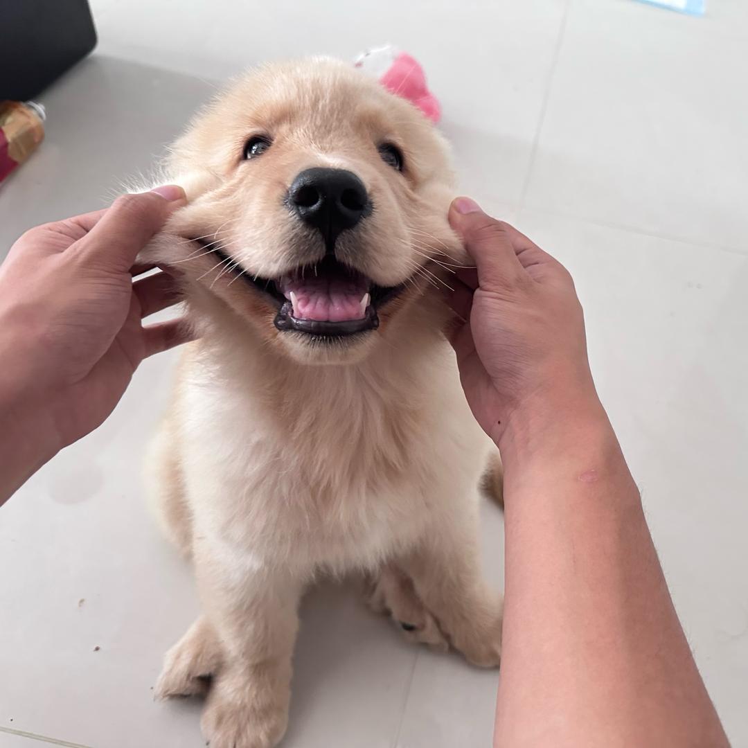 蓝波大人