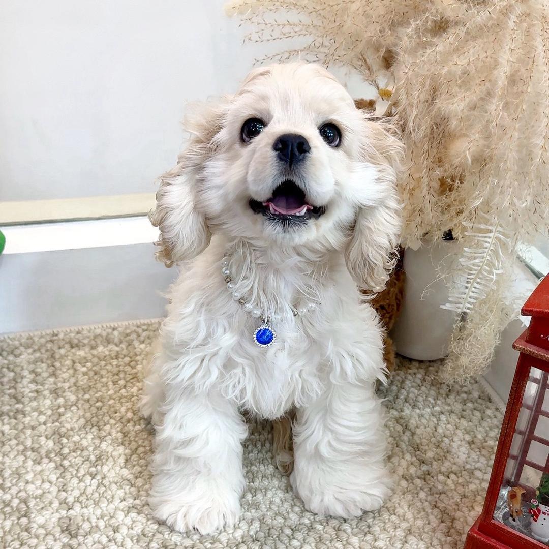 上海新脸版美卡犬舍