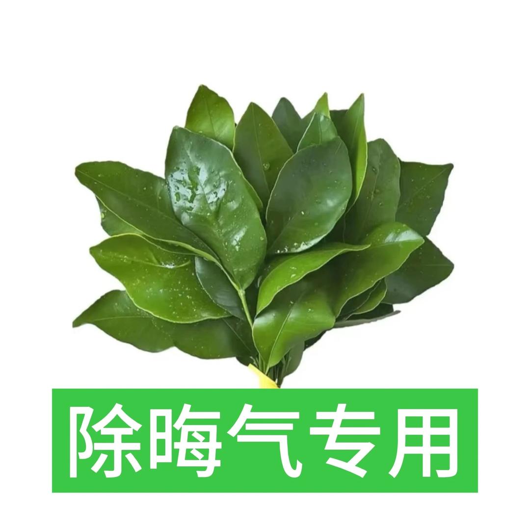 ^小琪爱瑞🐱_^