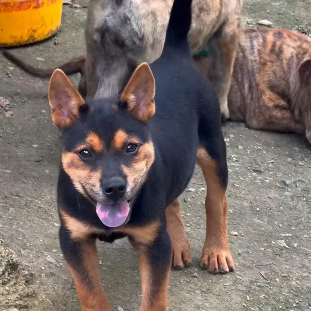 广西田园犬罗大仙