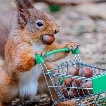 @勤劳的小松鼠🐿️