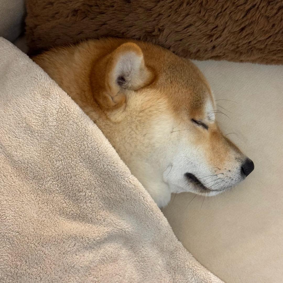 绵羊芙