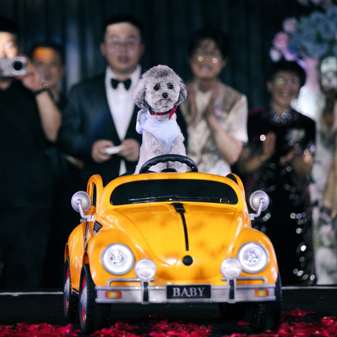 🐶小狗柯南