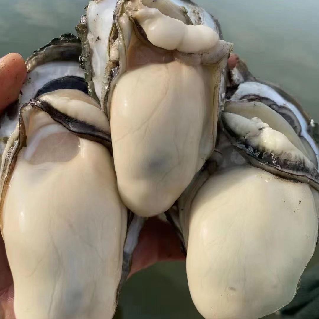 蚝蚝领鲜～肥龙鲜蚝