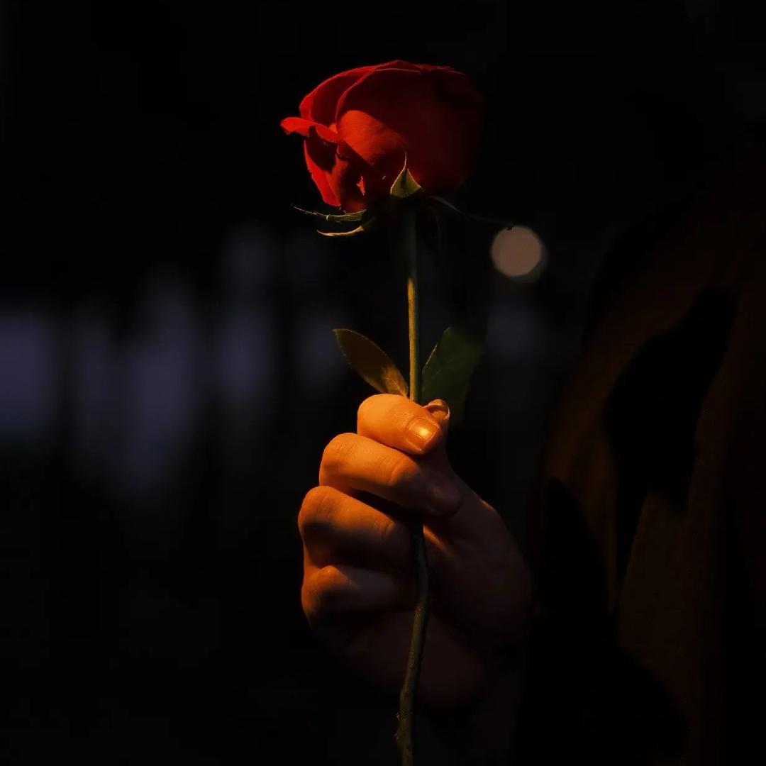 🌹🌹🌹_
