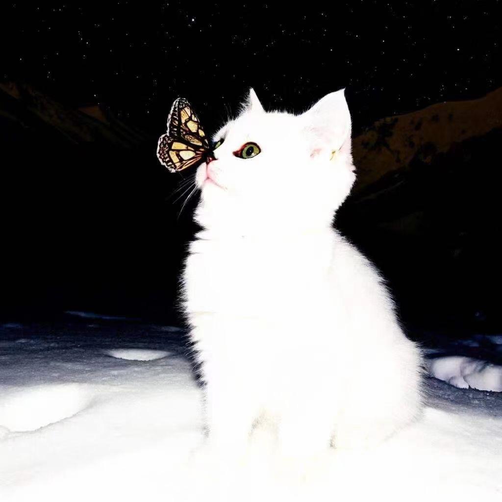 ʚ泡芙小姐 ིྀ