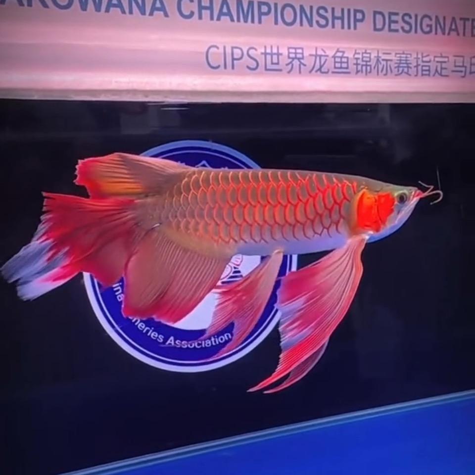 天津李先生