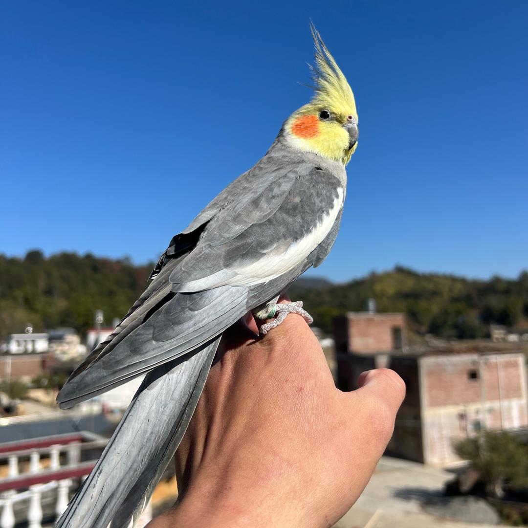 胡子大叔聊鹦鹉