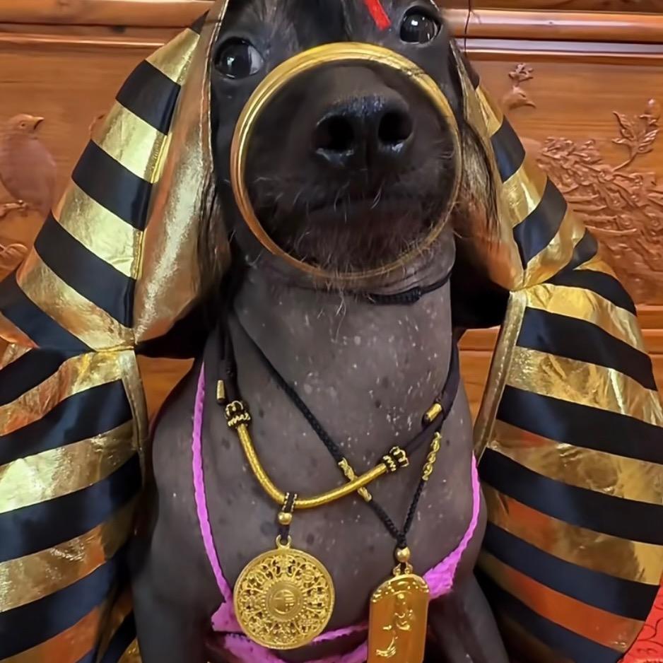 英俊，大佬猫来咯～