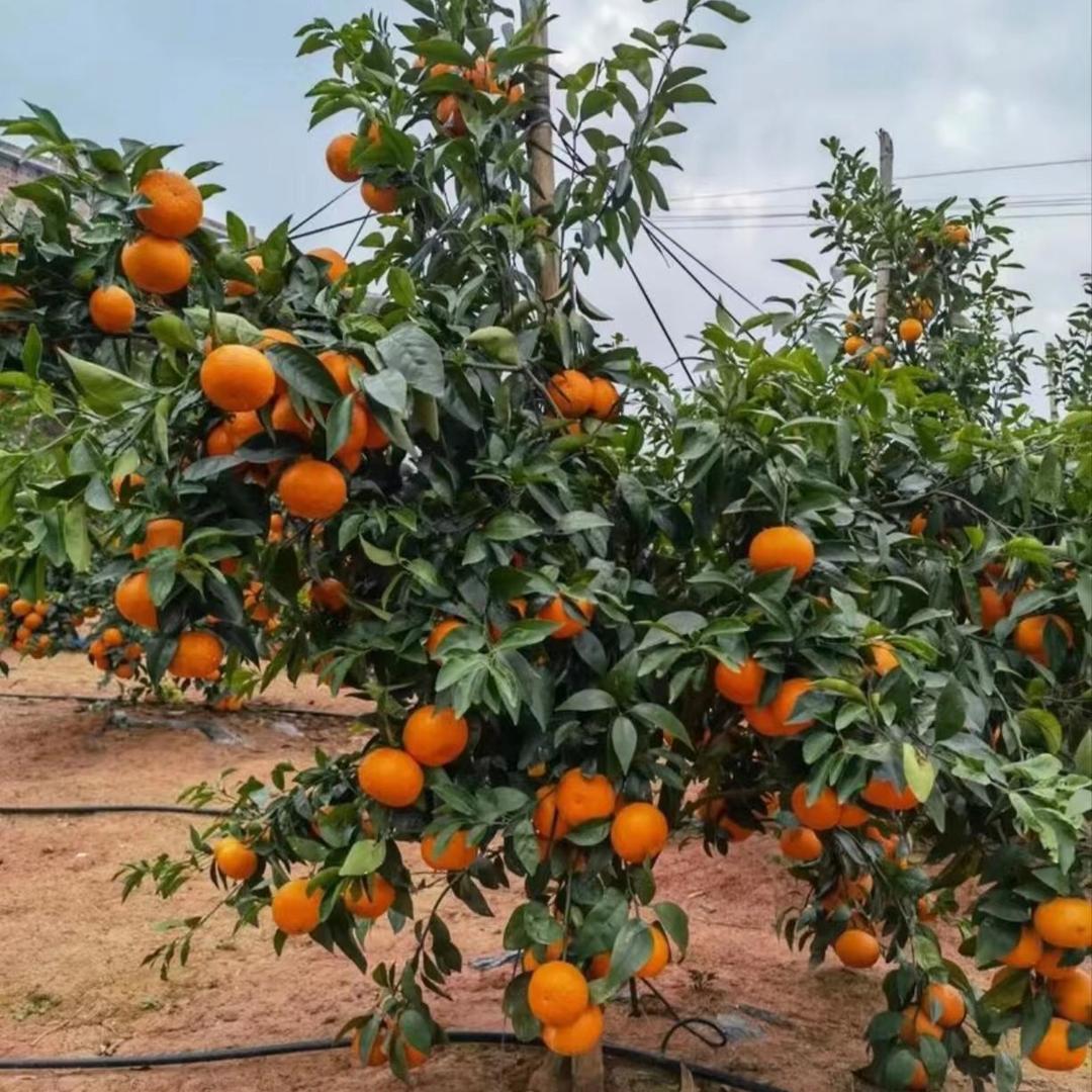 果树黄龙、溃疡营养液批发