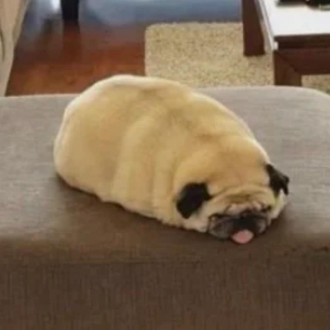 骂猪没输过