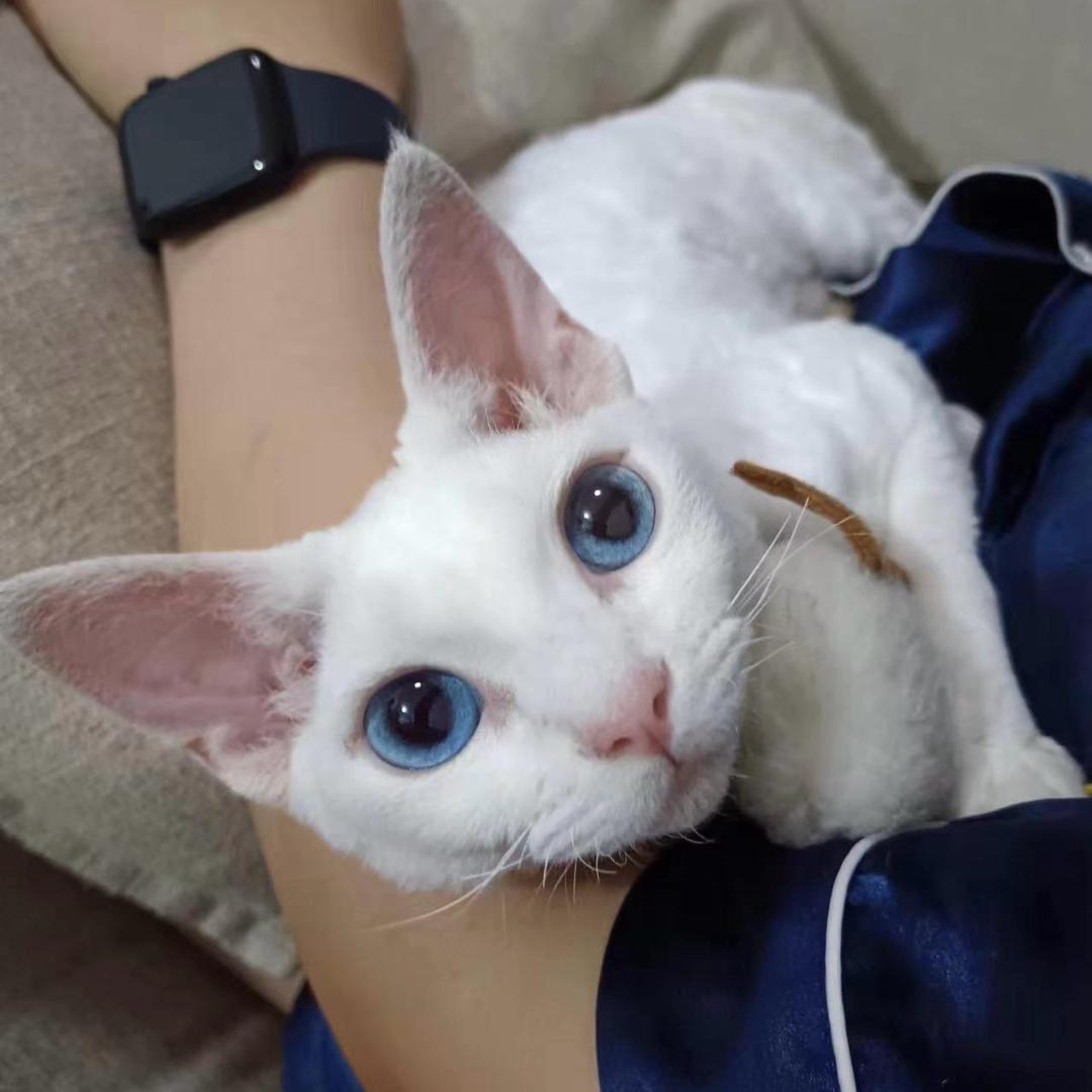 小李大口吃