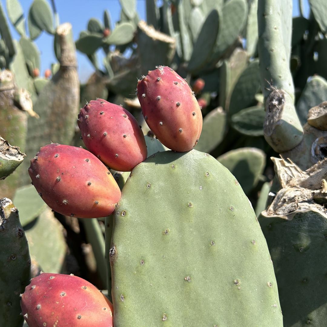 梦妹仙人掌芦荟基地