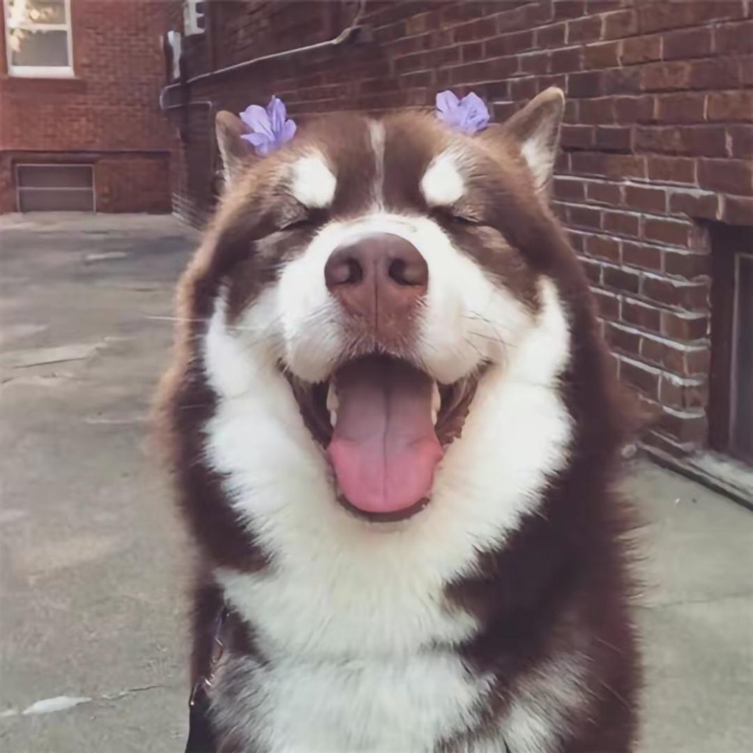饲养员🐶高妈