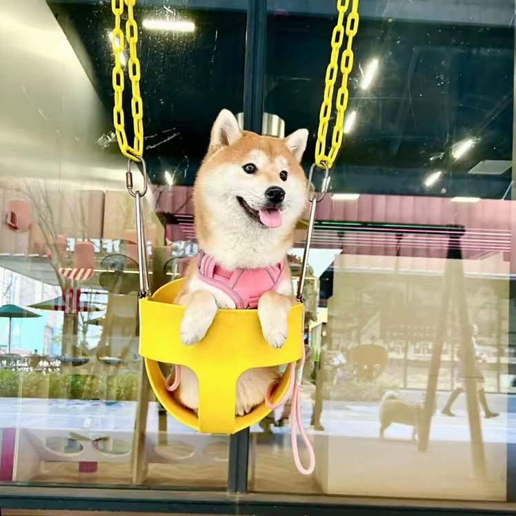 柴犬萌宠(笑笑)