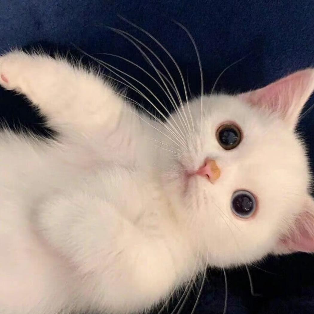 暴暴龙🦖（🥢🦶文化）