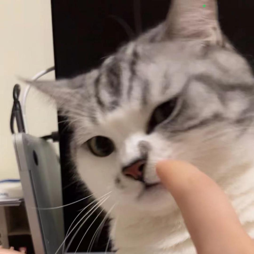 饱饱是只猫