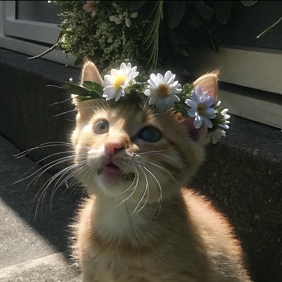 綺