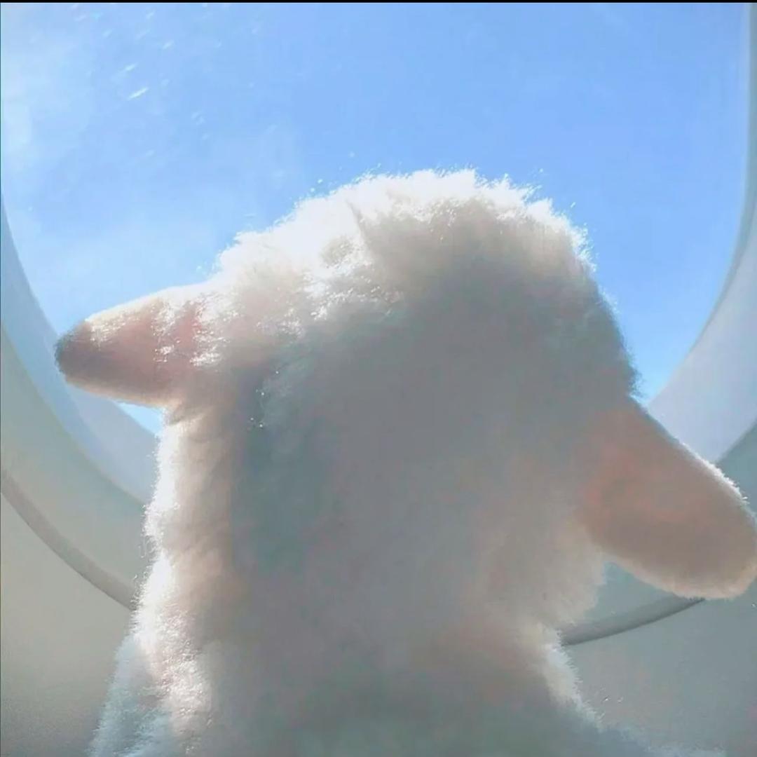 🐑不是小绵羊