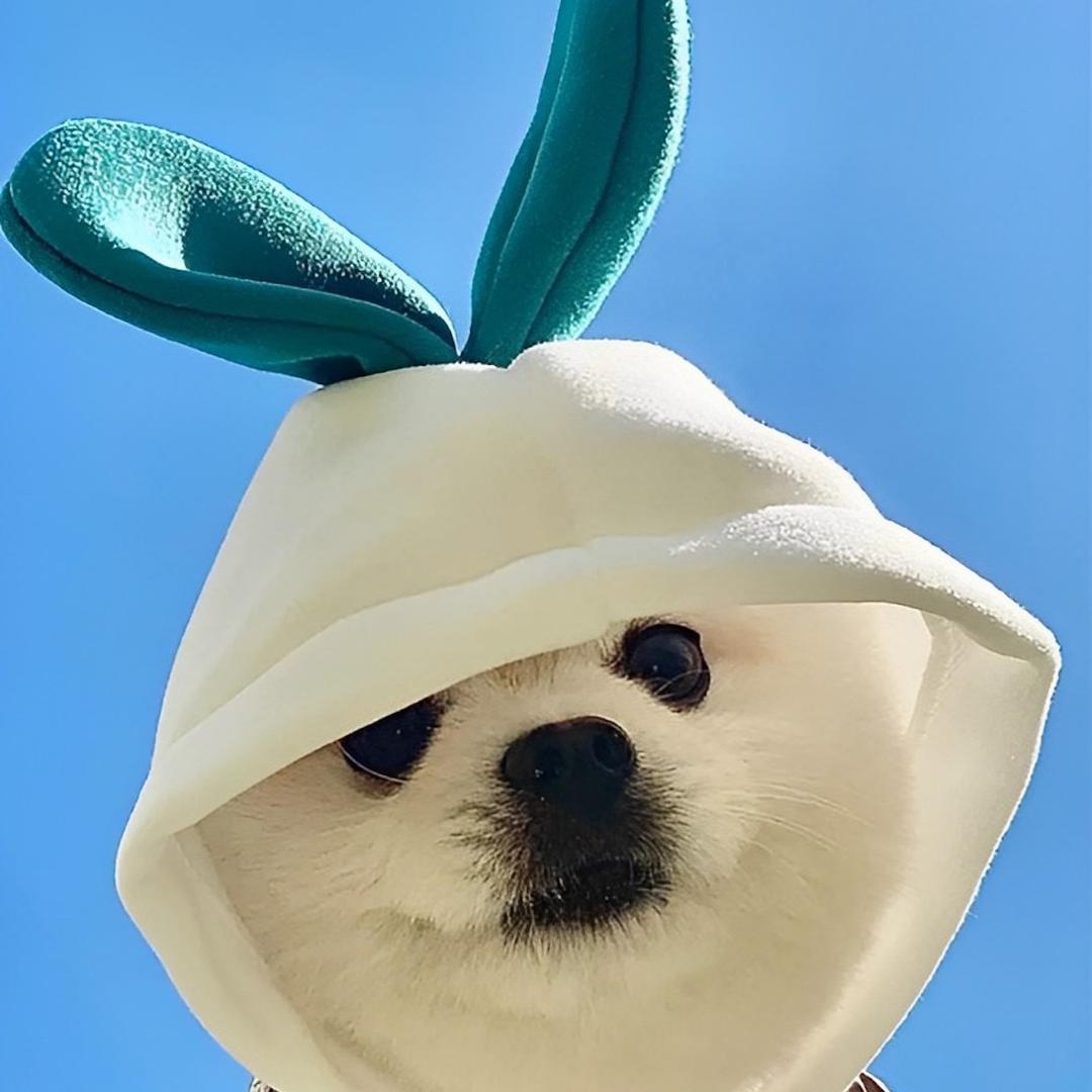 小张烤地瓜🍠