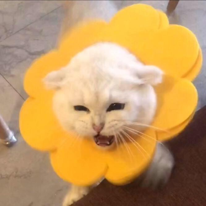 甩甩°