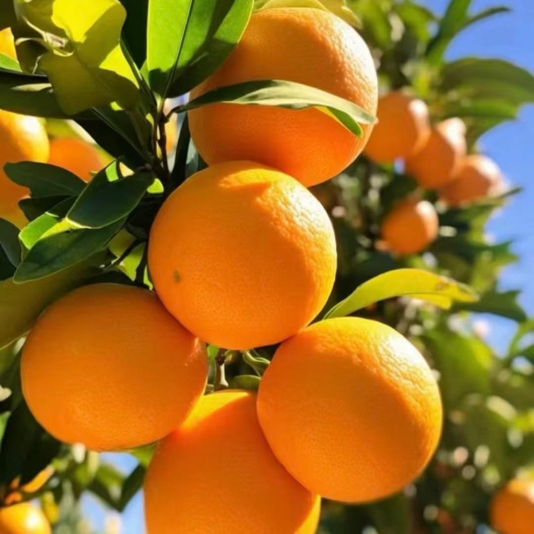 喜事橙橙🍊