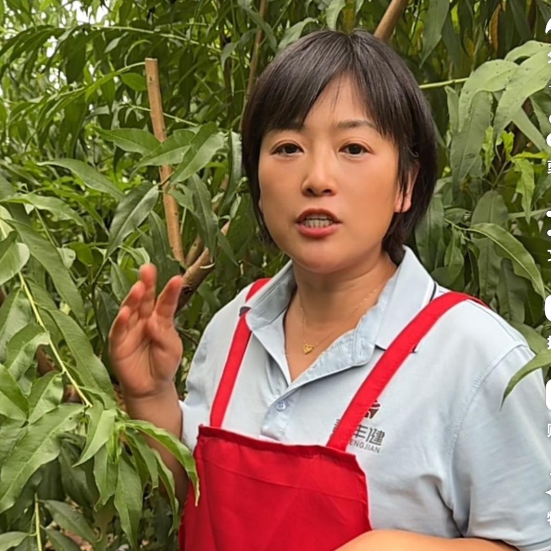 大沙河桃子陈香