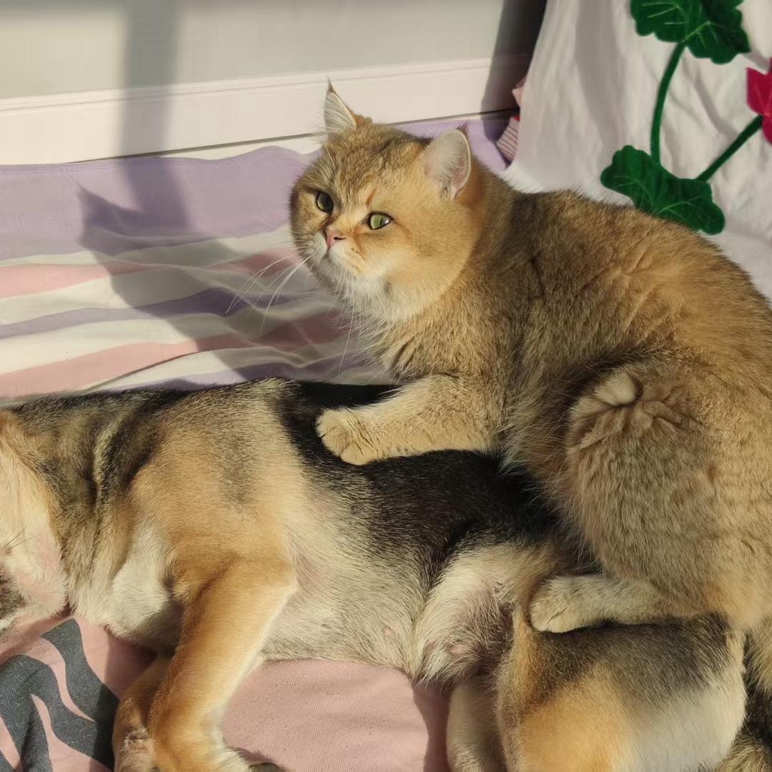 橘不橘啊