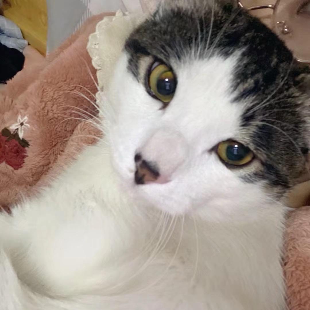 我的被窝有只猫