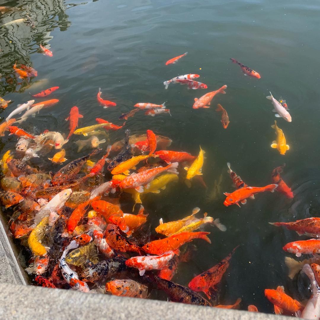 -小嘴叭叭