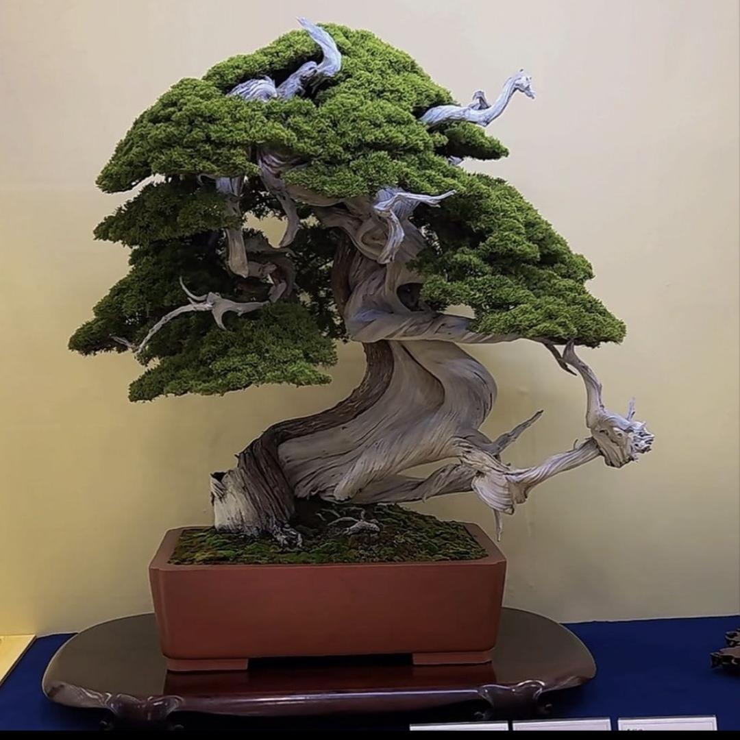 奥创·日系盆栽