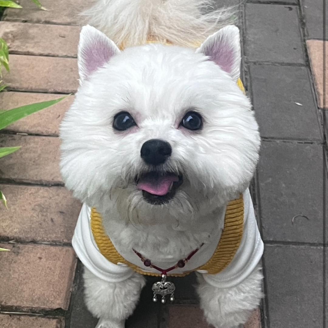 发财很哇噻