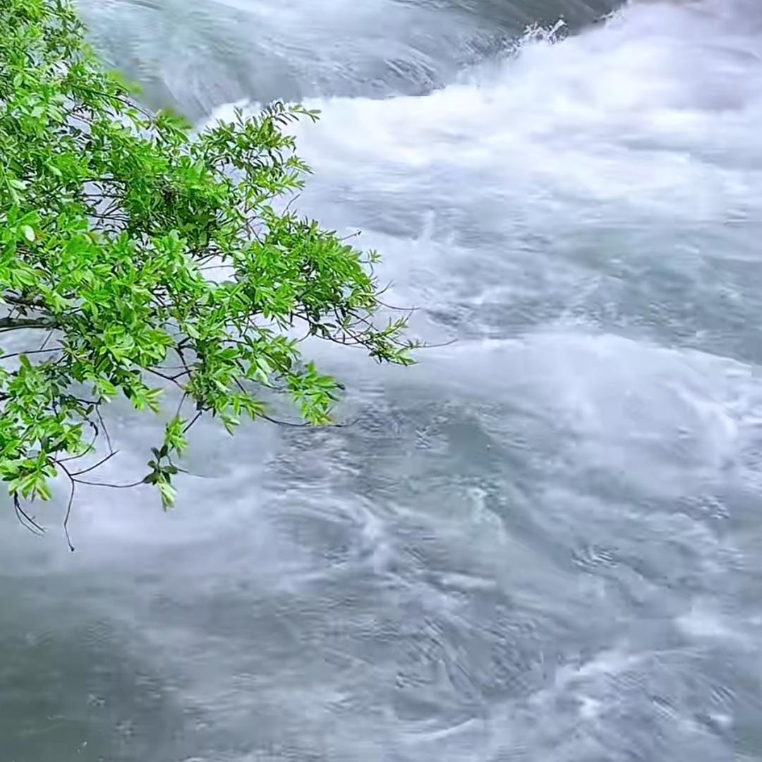 傅清莲