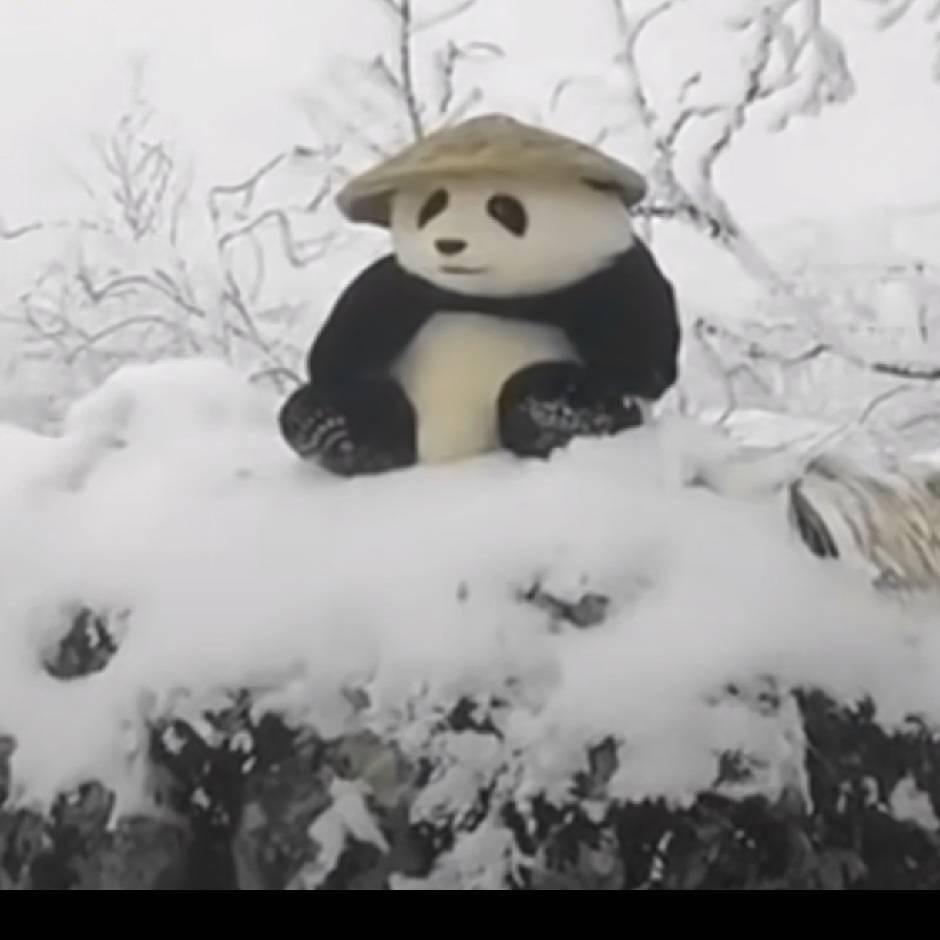 小吃鱼