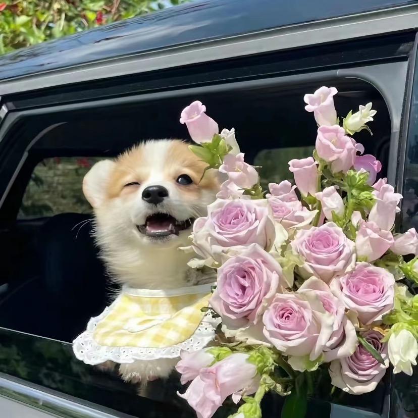 馨馨犬舍