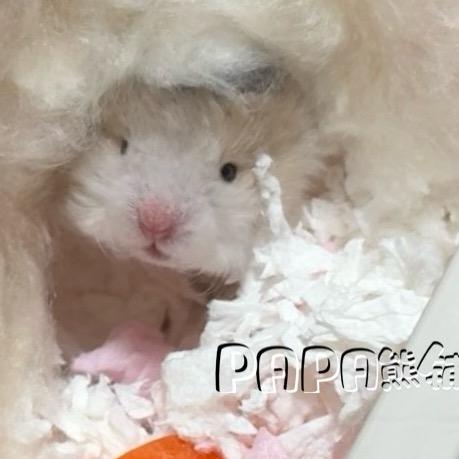 Papa的熊铺🍊（西安家养仔仔）