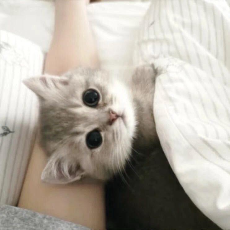 ·🐟