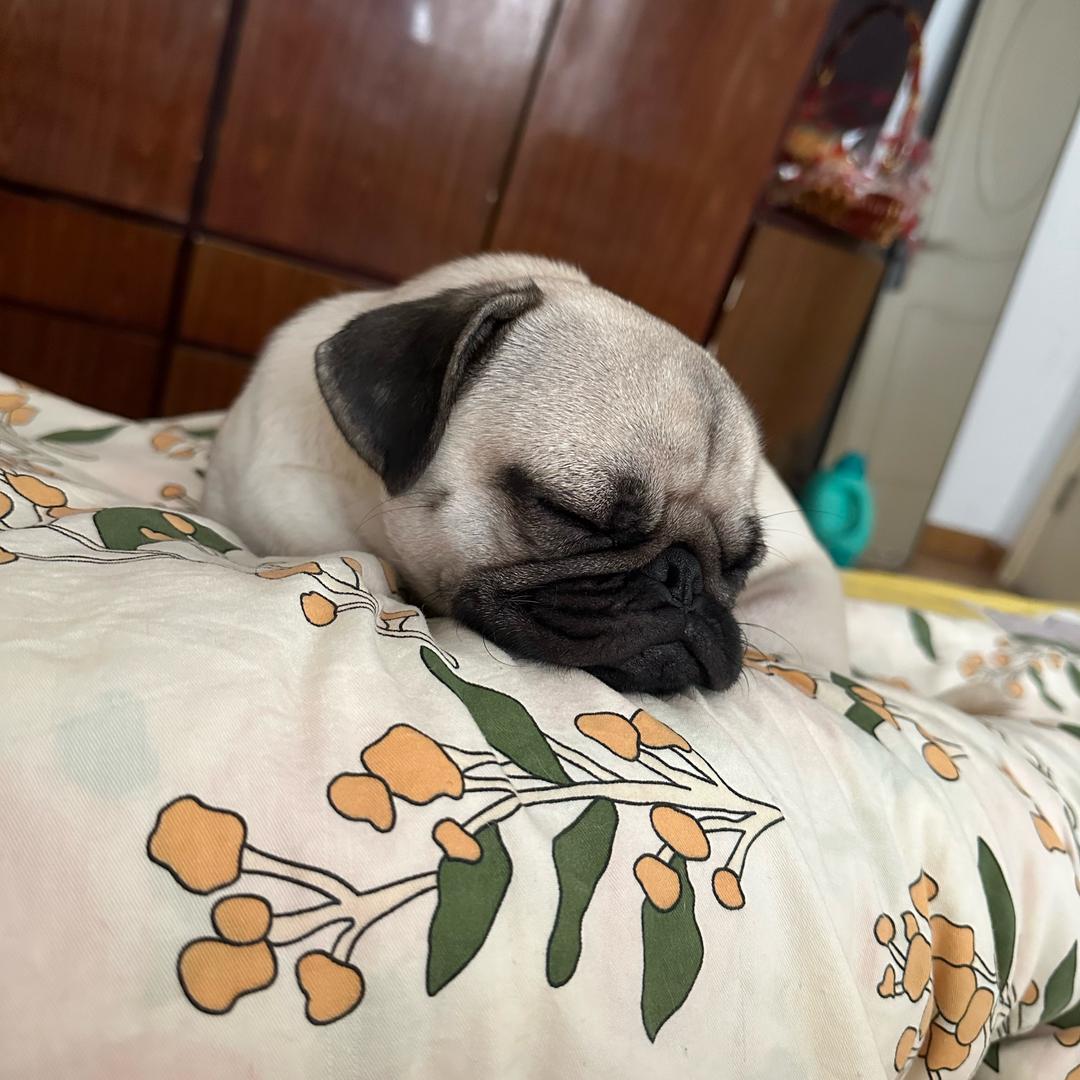 爱吐舌头的西瓜🐶
