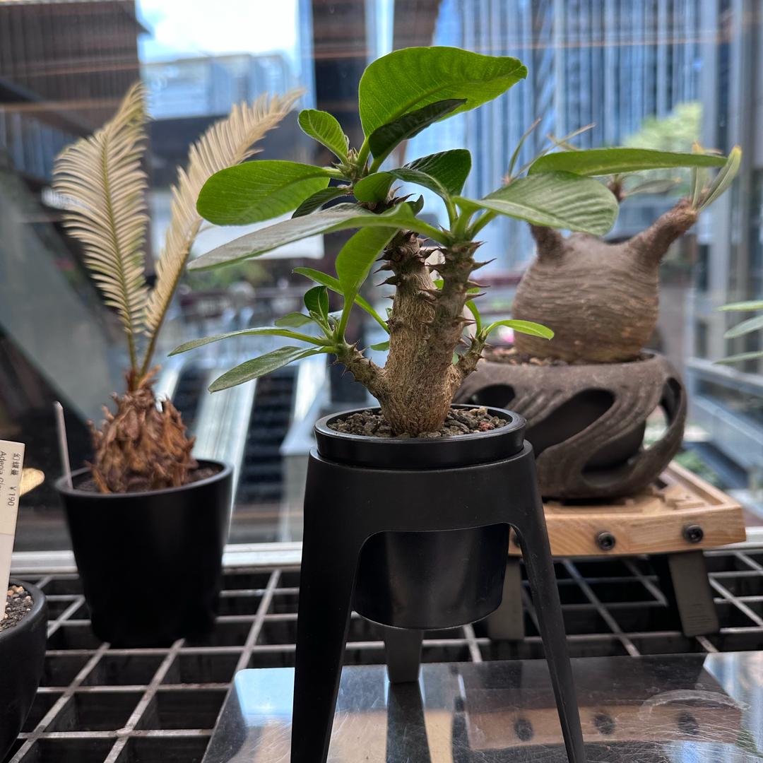 蛋龟百分百%（🐢私信）